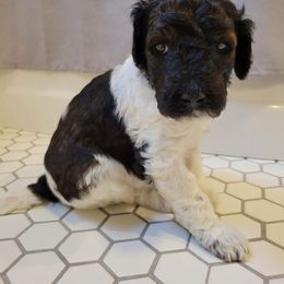 Hoyt - Parti Poodle puppy in Saltville, Virginia from Tumbling Creek Poodles and Doodles