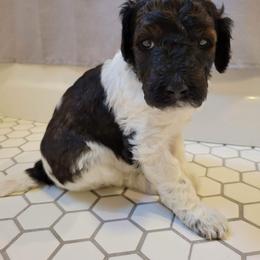 Hoyt - Parti Poodle puppy in Saltville, Virginia from Tumbling Creek Poodles and Doodles