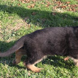German Shepherd Puppies from Von Kunstlerisch