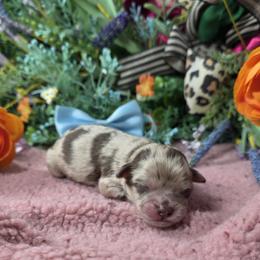 Rolo - Merle male Shihpoo puppy in Delphos, Ohio from Route 66 Poodles & Doodles, Sapphire Shih-tzu's of Ohio