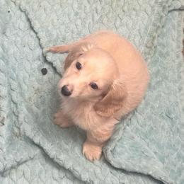 Beck - Cream male Dachshund puppy in Grand Blanc, Michigan from KaMilira Shore Dachshunds