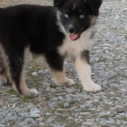 Madeline - Black tri-color female Australian Shepherd puppy in Leonard, Texas from Tin Roof Aussies