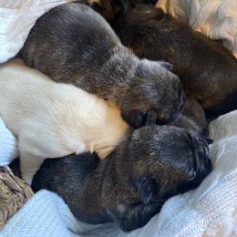 French Bulldog Puppies from Country Lace French Bulldogs