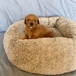 Cockapoo Puppies from Rosemary House