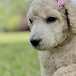 Miss PINK Collar (was Lavender) Video - Cream female Poodle puppy in Screven, Georgia from Dreamland Standard Poodles