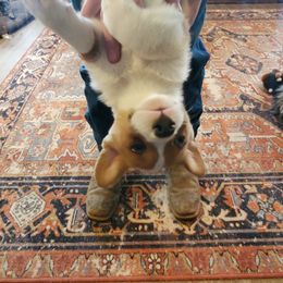 American Corgi and Pembroke Welsh Corgi Puppies from Sunray Ranch