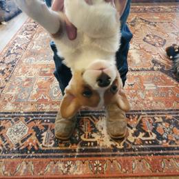 American Corgi and Pembroke Welsh Corgi Puppies from Sunray Ranch