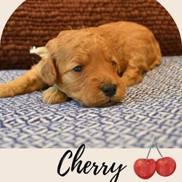 Cherry - Apricot female Goldendoodle puppy in Batavia, Ohio from Cozy Cove Goldendoodles