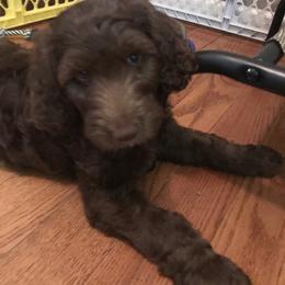 Bernedoodle and Goldendoodle Puppies from Bailey Mountain Doodles