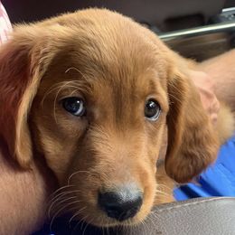Golden Retrievers from Slickrock Goldens