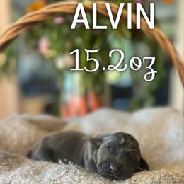 Alvin - Charcoal male Dilute Retriever puppy in Puyallup, Washington from 12 Door Farm Labradors