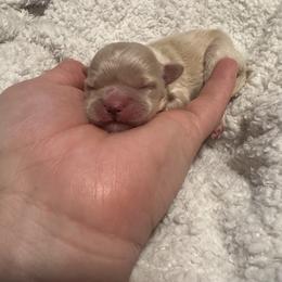 Peanut - Gold and white male Shihpoo puppy in Graham, North Carolina from Geise Meadow Doodles