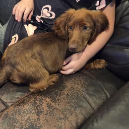 Copper - Chocolate male Dachshund puppy in Medina, Texas from Dachsunds On The River