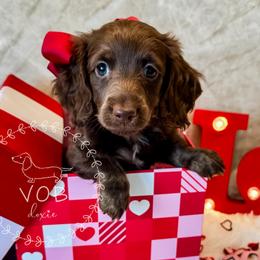 Gumdrop - Chocolate and tan female Dachshund puppy in Sioux Rapids, Iowa from VOB Doxie