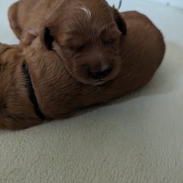 Golden Retriever Puppies from Nelson Retrievers