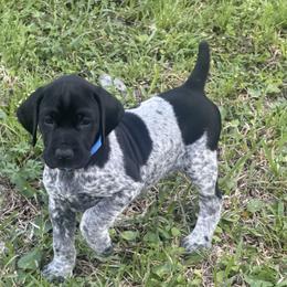 Blue - Black and white male German Shorthaired Pointer puppy in Lumberton, Mississippi from Carlee Farm