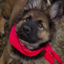 German Shepherd Puppies from Journey's German Shepherds (Kennel Vom Himmel)