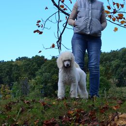 Poodle Puppies from D and D Standard Poodles