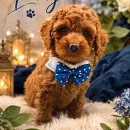Teddy - Red  male Goldendoodle puppy in Cooper City, Florida from Jenny La Bone