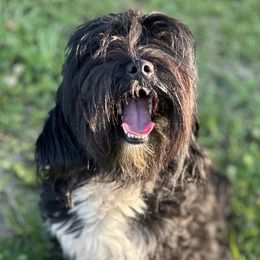 Dasha - Tibetan Terrier