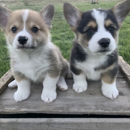 Pembroke Welsh Corgi Puppies from Country Rubys