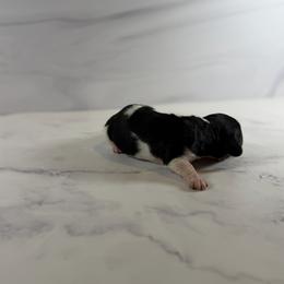 Piebald Male 2 - Piebald male Dachshund puppy in Wills Point, Texas from East Mini Dachshunds Texas