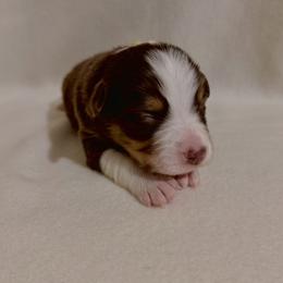 Yellow Ribbon Red Tri Boy 2 - Red tri-color male Australian Shepherd puppy in Dundee, Ohio from Aussies Of Circle H