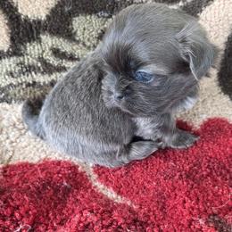 Sterling - Blue male Shih Tzu puppy in Waynesboro, Pennsylvania from Big Win Shih Tzus