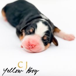 CJ - Tri-color male Bernedoodle puppy in Tipton, Indiana from Country Creek Doodles