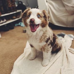 Miniature Australian Shepherds from Nasser Mini Aussies
