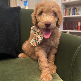 Ellie (Eleanor) - Apricot female Goldendoodle puppy in De Land, Florida from Rezapour Doodle Estate