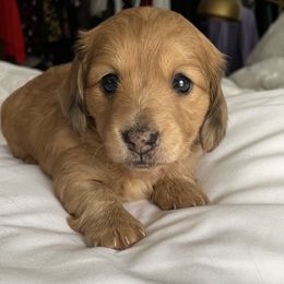 Dachshund Puppies from STORIED DOXIES