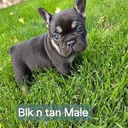 Boy 2 - male French Bulldog puppy in Grand Junction, Colorado from Elisabeth's Frenchies
