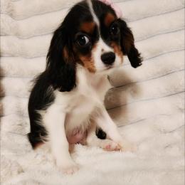 Marigold - Tri-color female Cavalier King Charles Spaniel puppy in Wilburton, Oklahoma from My Kids Kennel