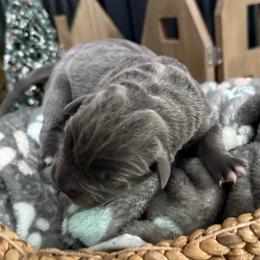 Girl 7 - Gray female Cane Corso puppy in Utah from 3Lake Kennelz