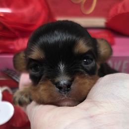 Milo - Black and tan male Cavalier King Charles Spaniel puppy in Stilwell, Oklahoma from Love Bug Cavaliers