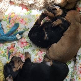 Dachshunds and Lowchen from Braveheart Dachshunds and Sugar Plum Löwchen