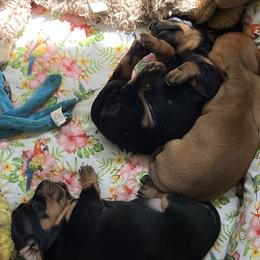 Dachshunds and Lowchen from Braveheart Dachshunds and Sugar Plum Löwchen