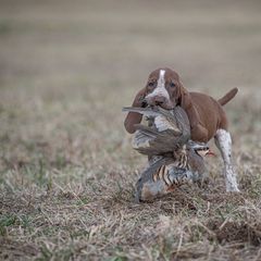 Bracco Italiano, German Shorthaired Pointer, and Vizsla Puppies from Nosam Kennels- Vizslas, German Shorthairs & Braccos- Kentucky
