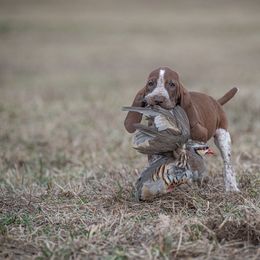 Bracco Italiano, German Shorthaired Pointer, and Vizsla Puppies from Nosam Kennels- Vizslas, German Shorthairs & Braccos- Kentucky