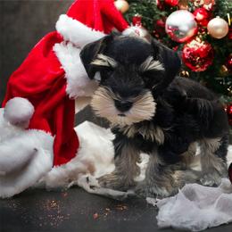 Miniature Schnauzer Puppies from A.R Miniature Schnauzers