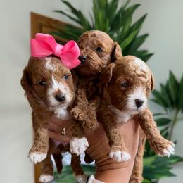 Girl - Red female Cavapoo puppy in Pleasant Grove, Utah from Destination Doodles
