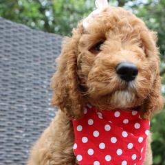 Pink Collar - Double Doodle puppy in Palmview, Texas from Love Me Pooch