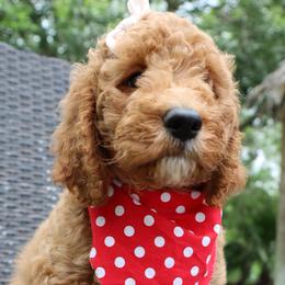 Pink Collar - Double Doodle puppy in Palmview, Texas from Love Me Pooch