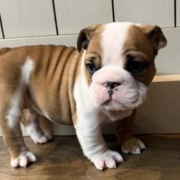 Rock - Fawn male Bulldog puppy in Salem, Illinois from Itsabulldogthing