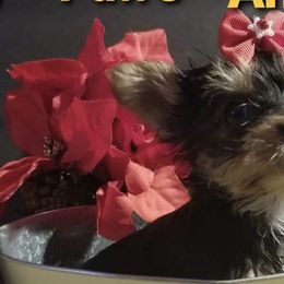 Bulldogs and Yorkshire Terriers from Happy Paw's And Tail's