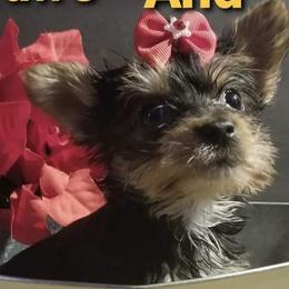 Bulldogs and Yorkshire Terriers from Happy Paw's And Tail's