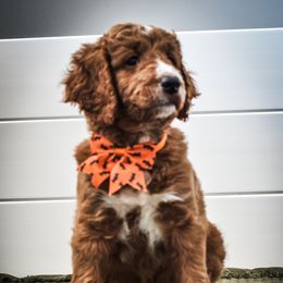 Goldendoodle Puppies from AZ Ohana Doodles