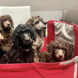 Poodles from Creek Side Kennels