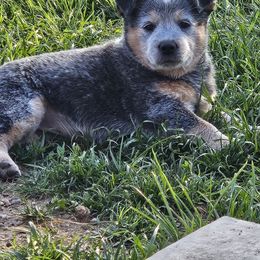 Yogi - Blue speckled male Australian Cattle Dog puppy in Cora, Wyoming from Lyla Hinman's Australian Cattle Dogs